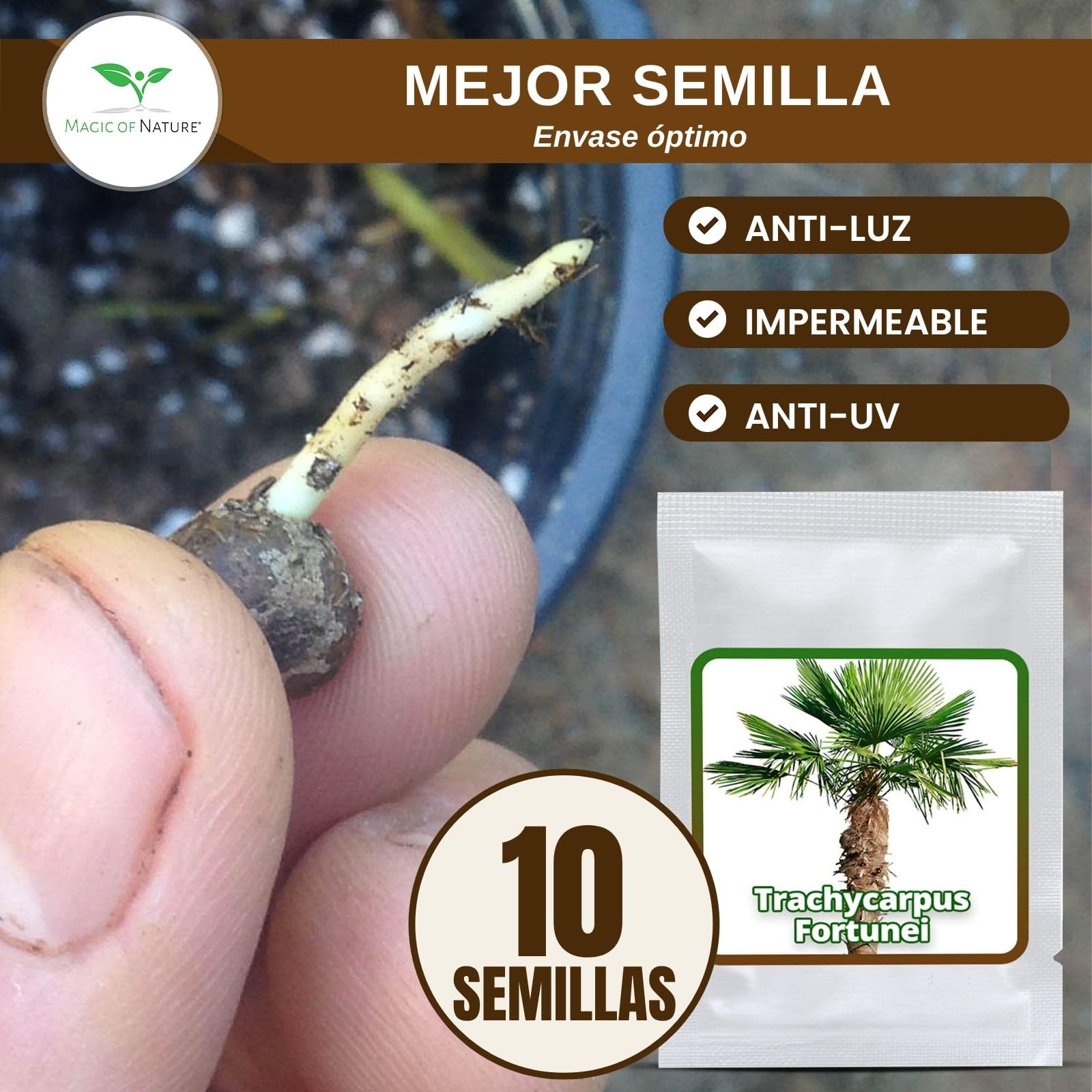 Magic of Nature Palmera de la Fortuna 10 Semillas - Trachycarpus fortunei - Palmito Elevado hasta -17°C - Semillas de Palma para Jardín