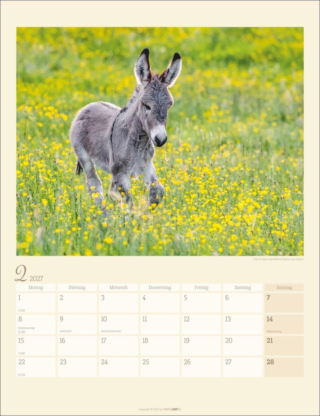 Esel Kalender 2027: Jahres-Wandkalender mit Fotos von Jean-Louis Klein und Marie-Luce Hubert. Tierkalender mit süßen Eselfotos. Planer mit Platz zum Eintragen. Hochformat 30x39 cm