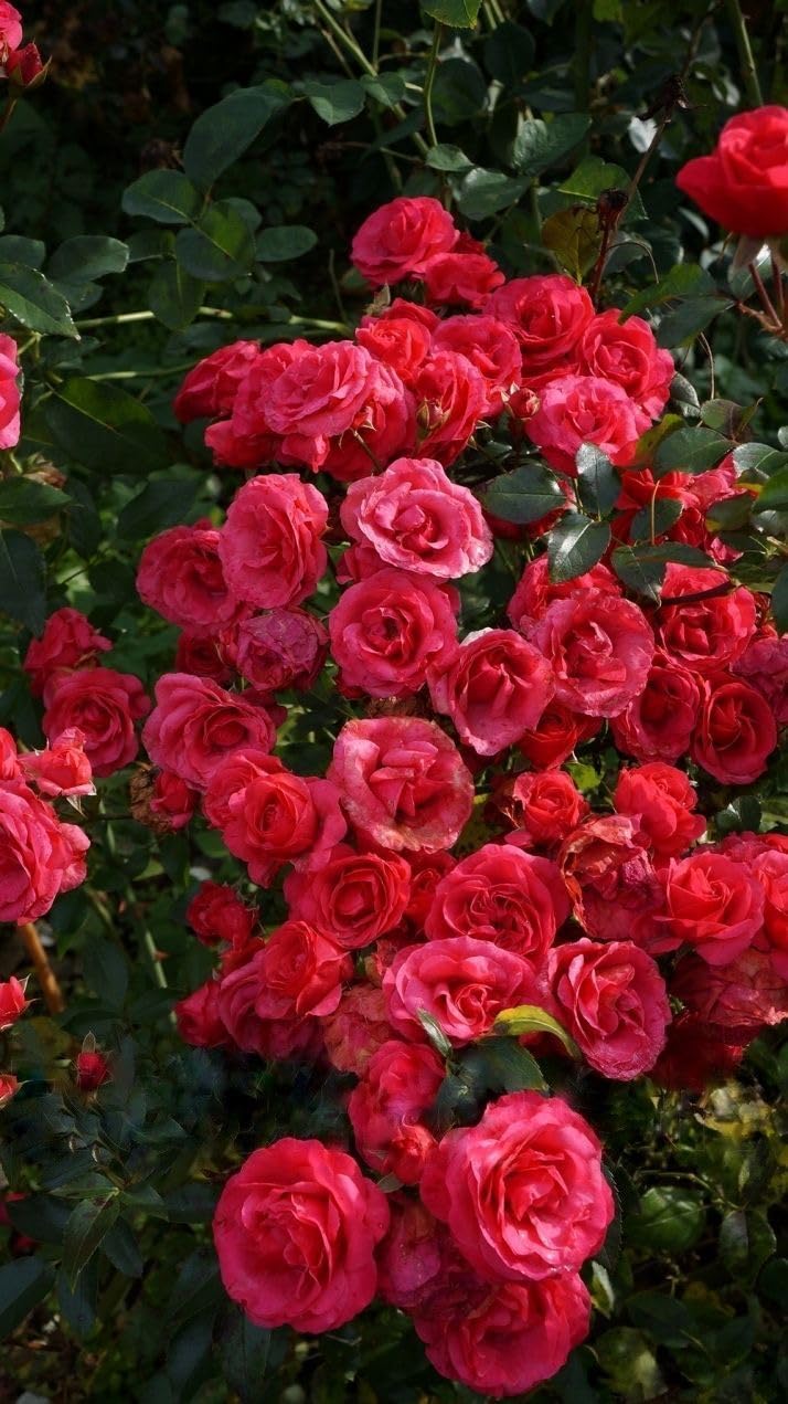Climbing Rose Seeds - 100 Cream Mix Flowers -10