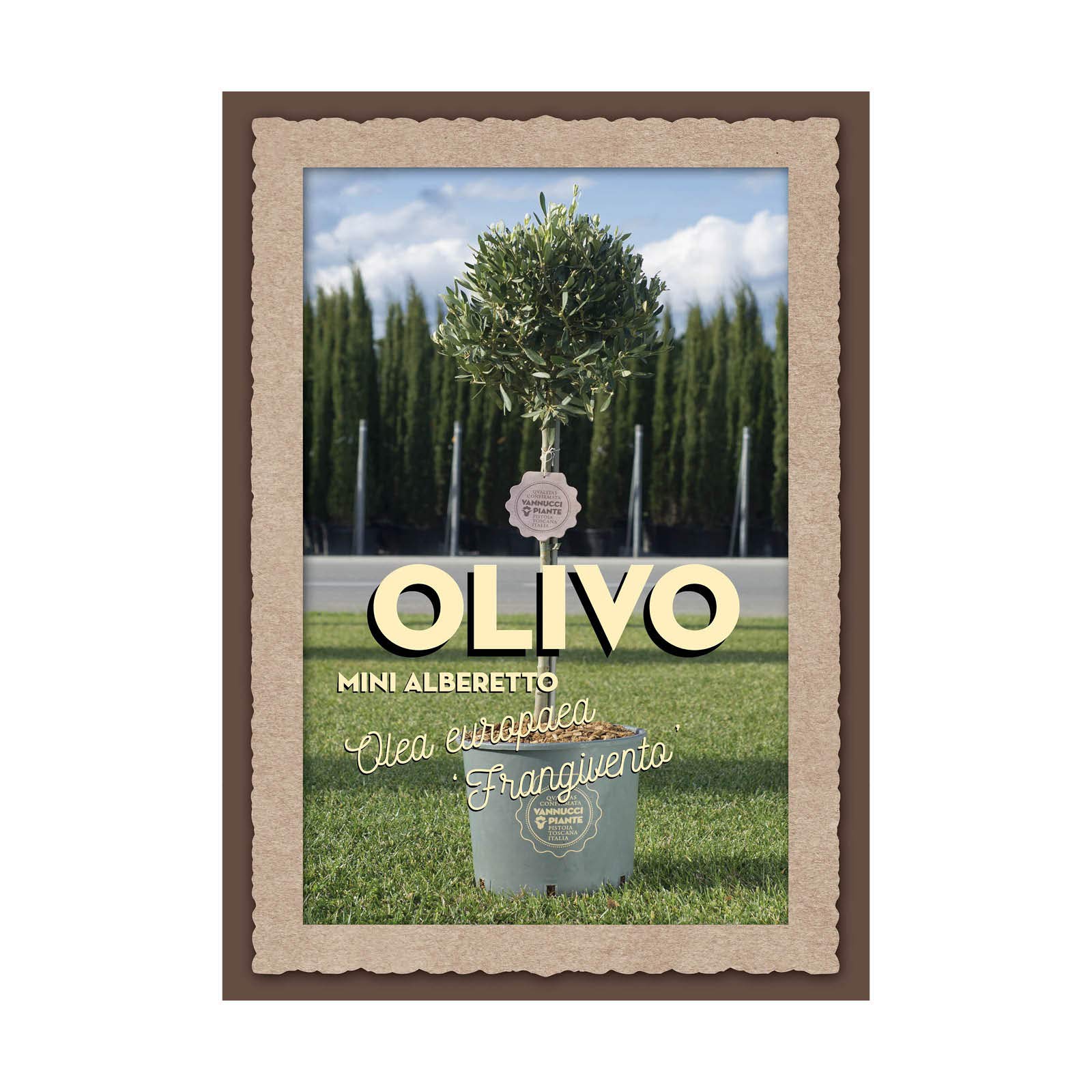 Vannucci Piante - Olea europaea Frangivento, Olivo, Pianta vera in vaso, Pianta da frutto, Mini alberetto