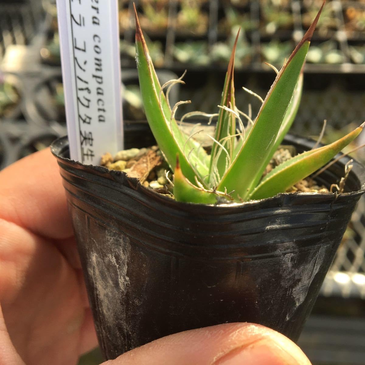 Amazon.co.jp: 多肉植物 アガベ フィリフェラコンパクタ 実生苗2