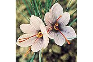 Saffron Bulbs for Planting