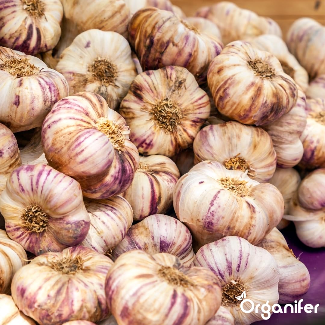 Fertilizante Líquido - 10L - Para Ajo - NPK 2-1-8 | Crecimiento Saludable Y Plantas Vigorosas - Organifer