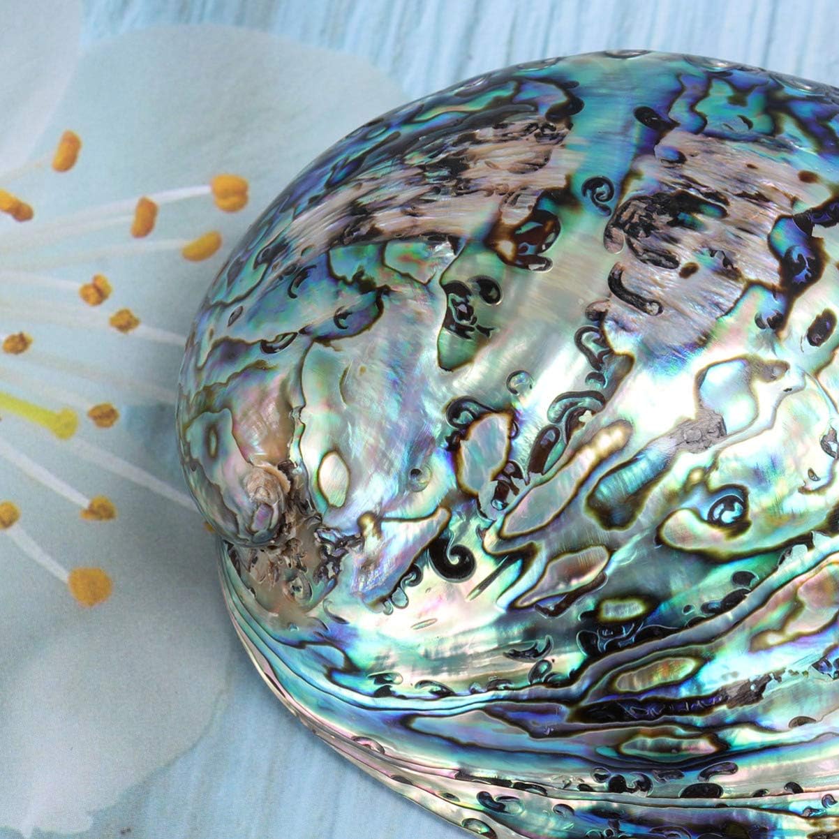 BESPORTBLE Natural Polished Abalone Shell for Smudging, Cleansing Incense Burning Home Fragrance Yoga Meditation 10-12cm