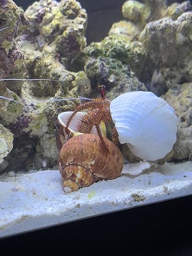 15 stuks heremietkreeft schelpen (7 soorten) natuurlijke heremietkreeften schelpen, voor kleine tot grote heremietkreeft turboschelpen heremietkreeft benodigdheden