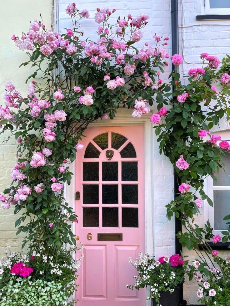 SVG® Climbing rose flower seeds for planting home gardening Pack of 120 seeds (CREAM WITH PINK) (B0CYQM538K) Amazon Price History, Amazon Price Tracker