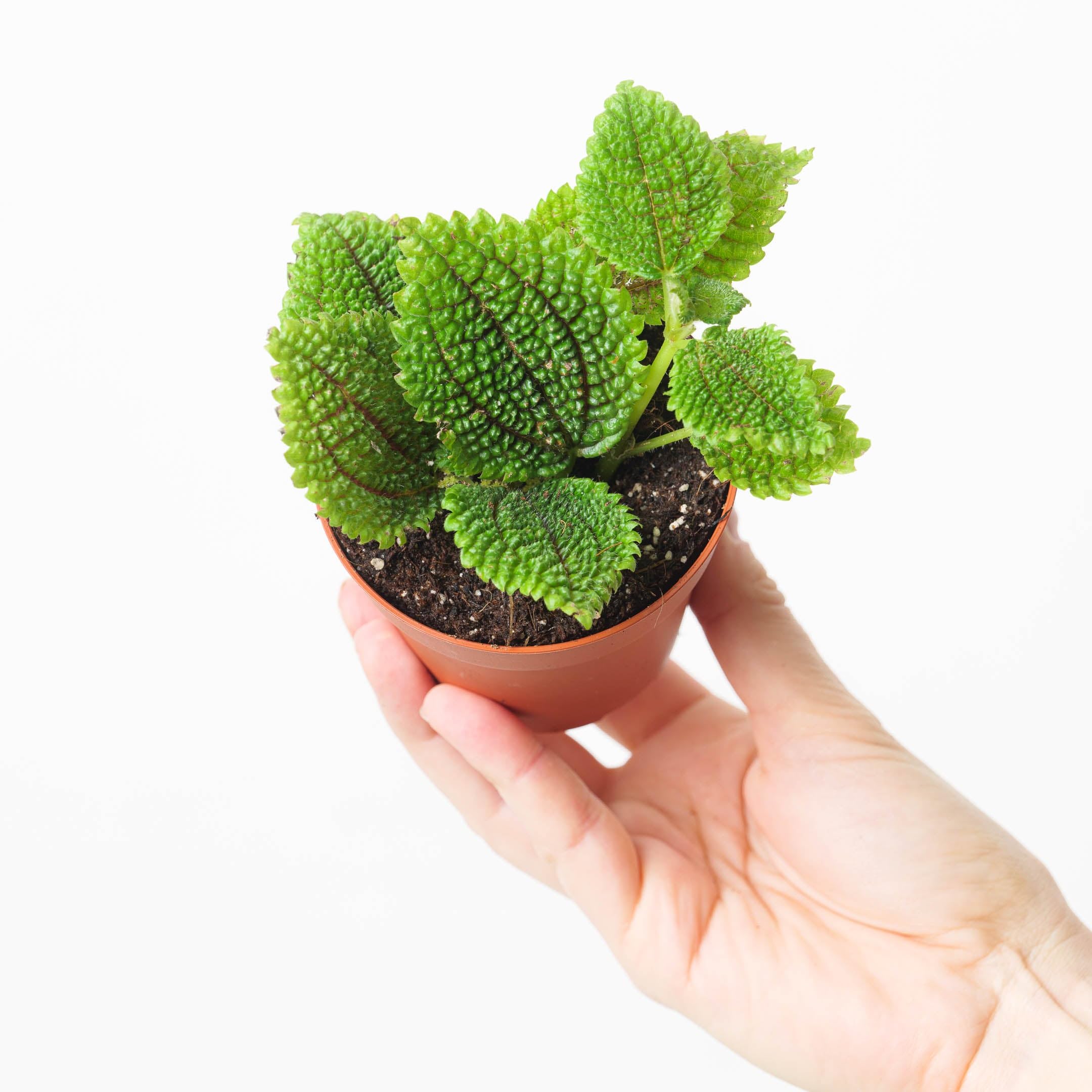 Pilea ‘Moon Valley’ – Pet-Friendly, Fast-Growing, Easy-Care Indoor Houseplant 8.5cm