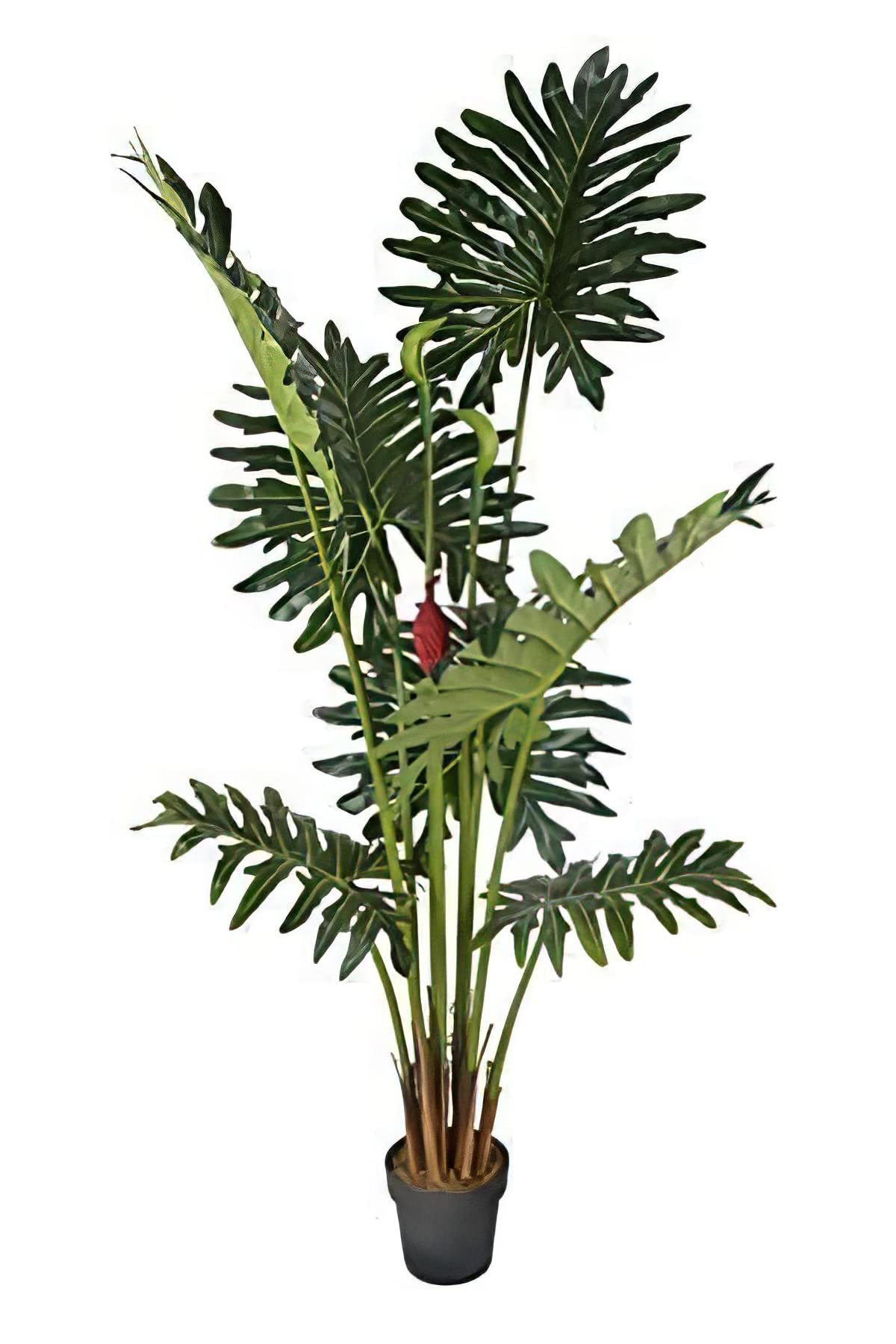 Photo 1 of ***DAMAGED - SEE NOTES***
AMERIQUE 7' Exotic and Rare Tropical Philodendron Schott Arecaceae Tree