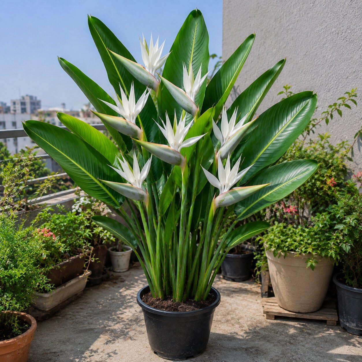 White Bird of Paradise Live Plant | Strelitzia Nicolai | Giant Bird of Paradise | Exotic Tropical Indoor Plant | Premium Home, Office & Balcony Decor (Pack of 1 With Pot)-image-37