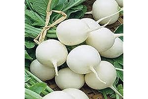 Hailstone White Radish Seeds: Nourishing Your Soil for Bountiful Harvests
