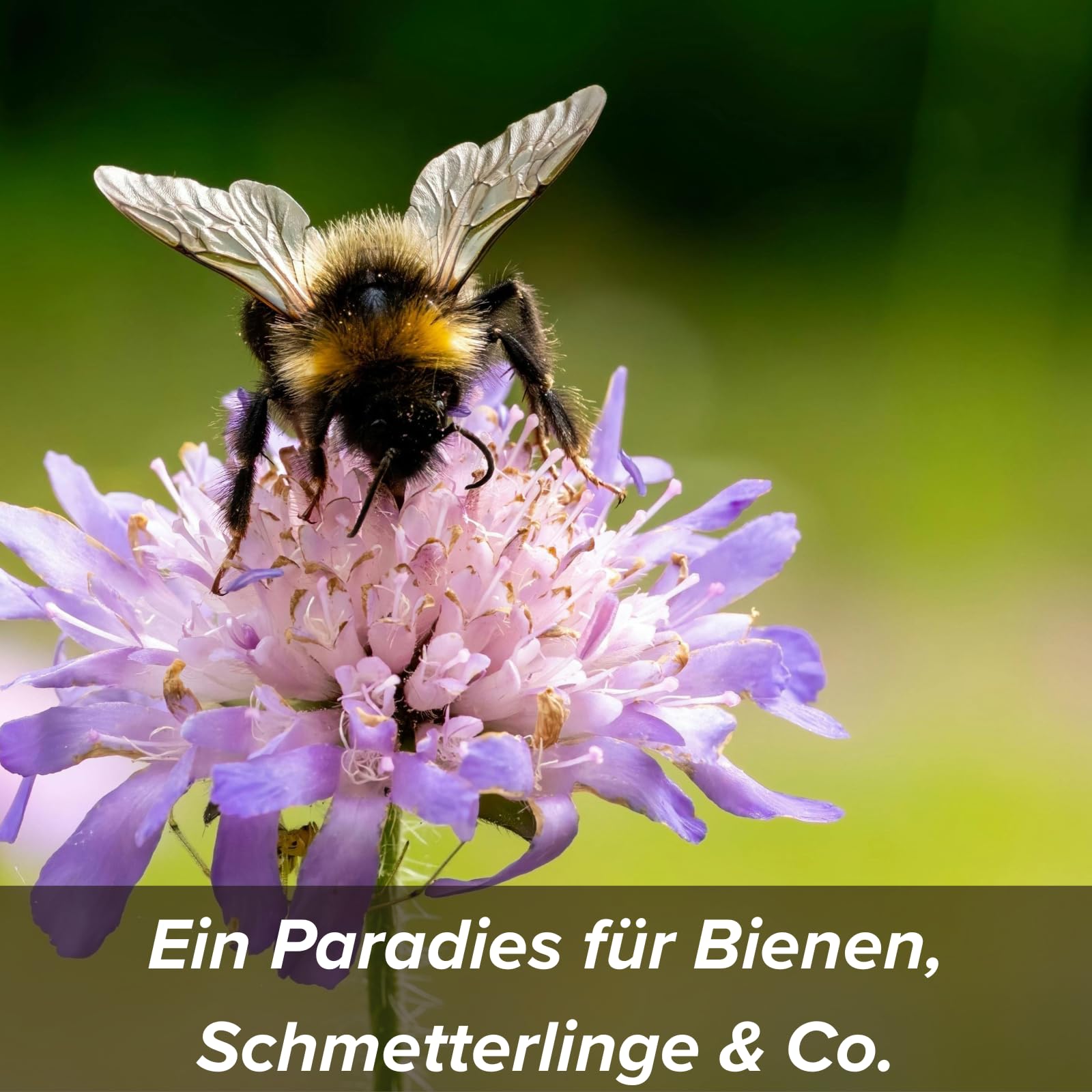 Blumensamen im schützenden Lehmmantel für Bienen und Schmetterlinge 400g. Mehrjährig & winterhart, blühende Landschaft für 20 m².Wunderschöne Wildblumen Saatgut für bunte Bienenweide. Geschenk Kinder - 2