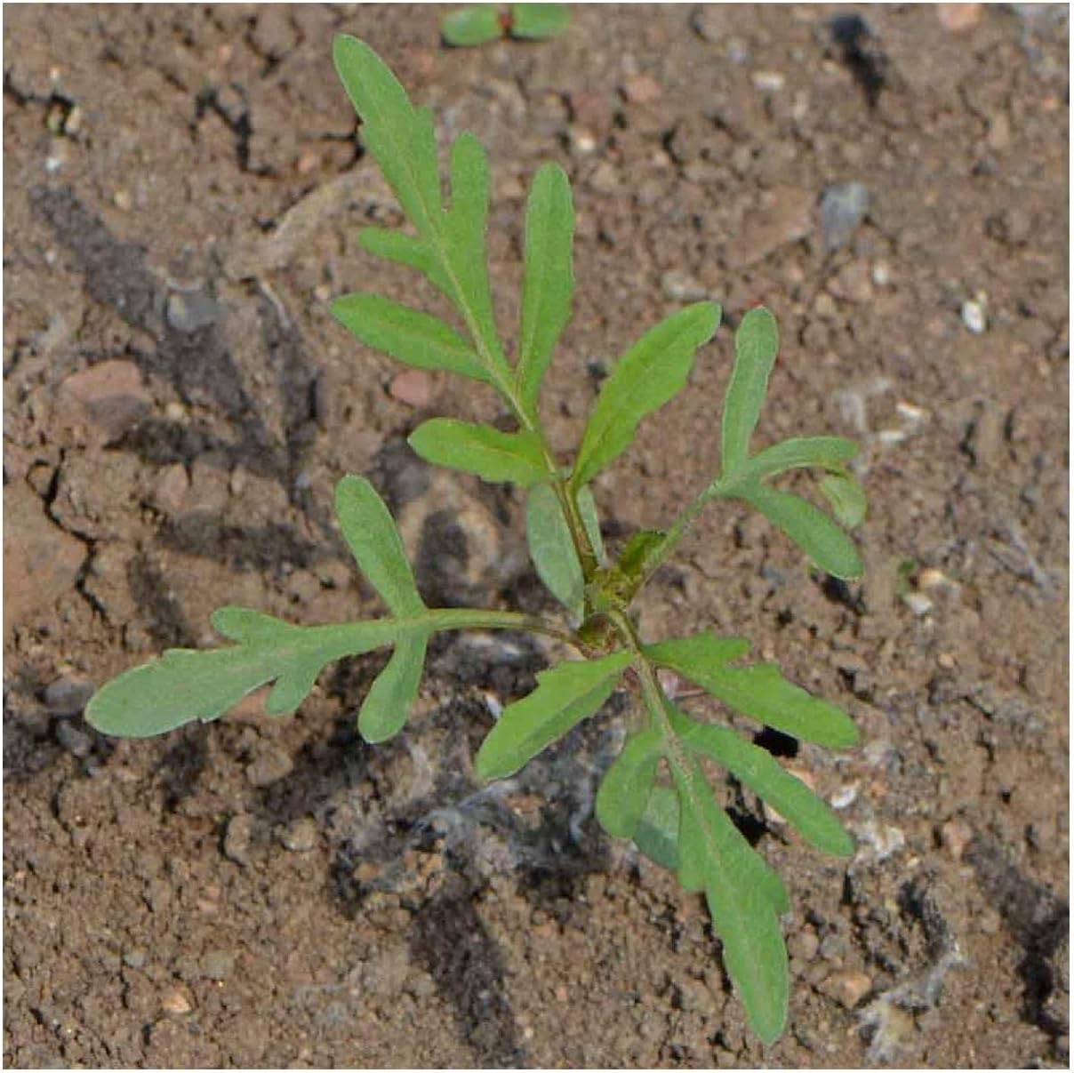 Everwilde Farms - 1 Lb Swamp Marigold Native Wildflower Seeds - Gold Vault