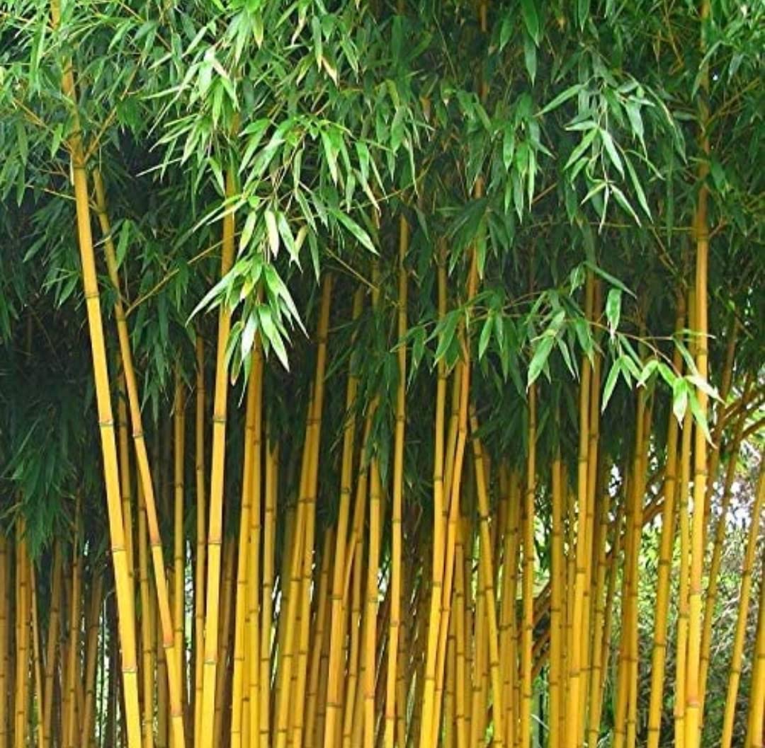 Balbasaur Online Golden Bamboo Plants (Pack of 1) - Live Plants (B0C347WC38) Amazon Price History, Amazon Price Tracker