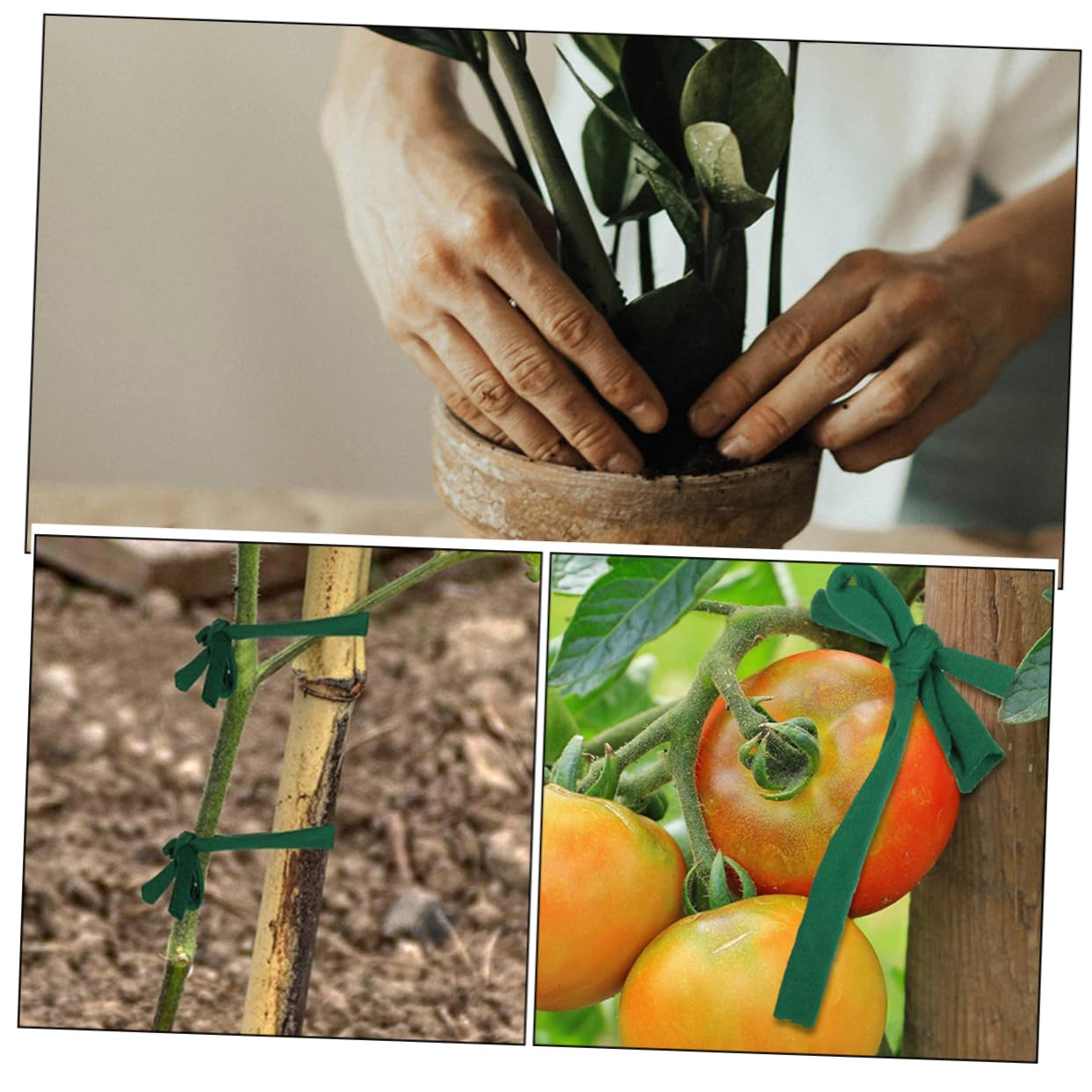 YARNOW 10rouleaux Sangle De Support pour Réglables pour Plantes Et Résistante Et pour Stabiliser Et Arbustes