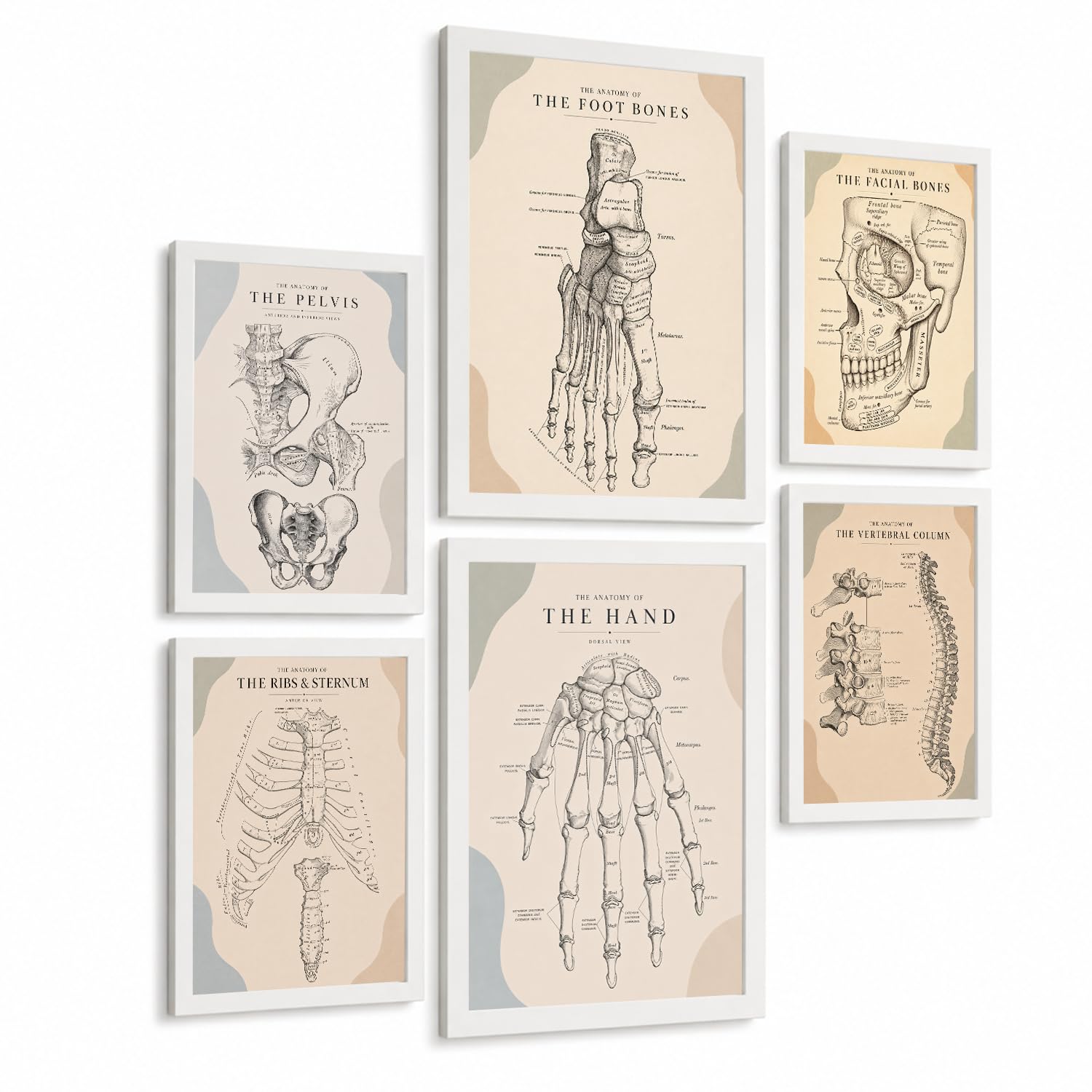 Nacnic Set Of 6 Vintage Anatomy Wall Art Prints Medical Posters And Decorative Pictures With Pelvis Foot Bones Human Hand Spine Ribs Sternum And Facial Bones Medical Wall Decor A3 & A4 White Frame