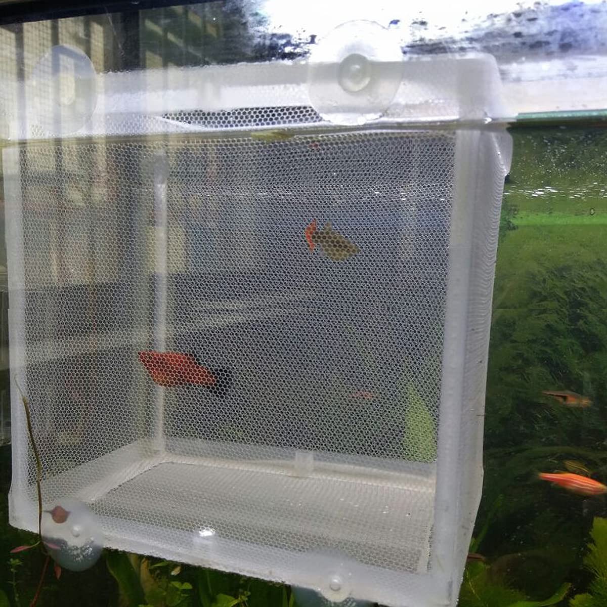 Scatola di Allevamento di Pesci,Incubatore di Pesce Acquario Doppio Strato Scatola di Isolamento Allevatore di Pesci Acquario Nursery Isolamento Rete con Ventosa per acquario (Bianco)