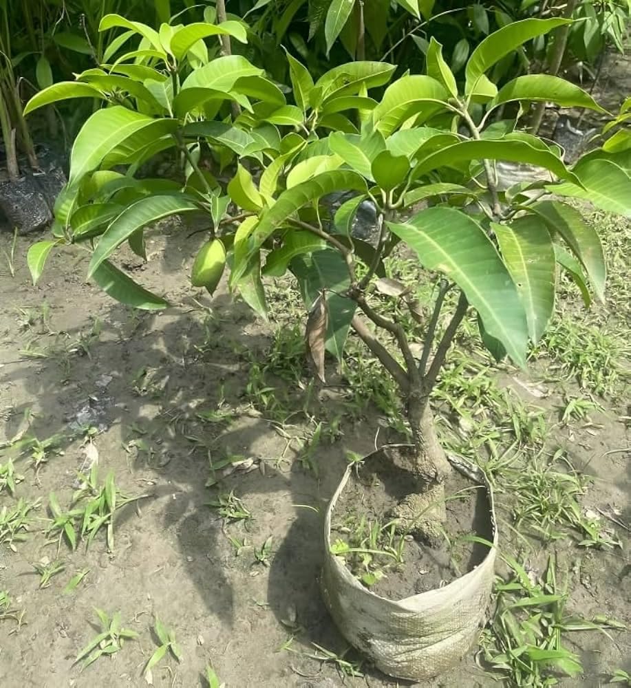 Live mango plant grafted all season,live plant for all season grafted mango (Pack of 1) (B0CRPC1YR5) Amazon Price History, Amazon Price Tracker