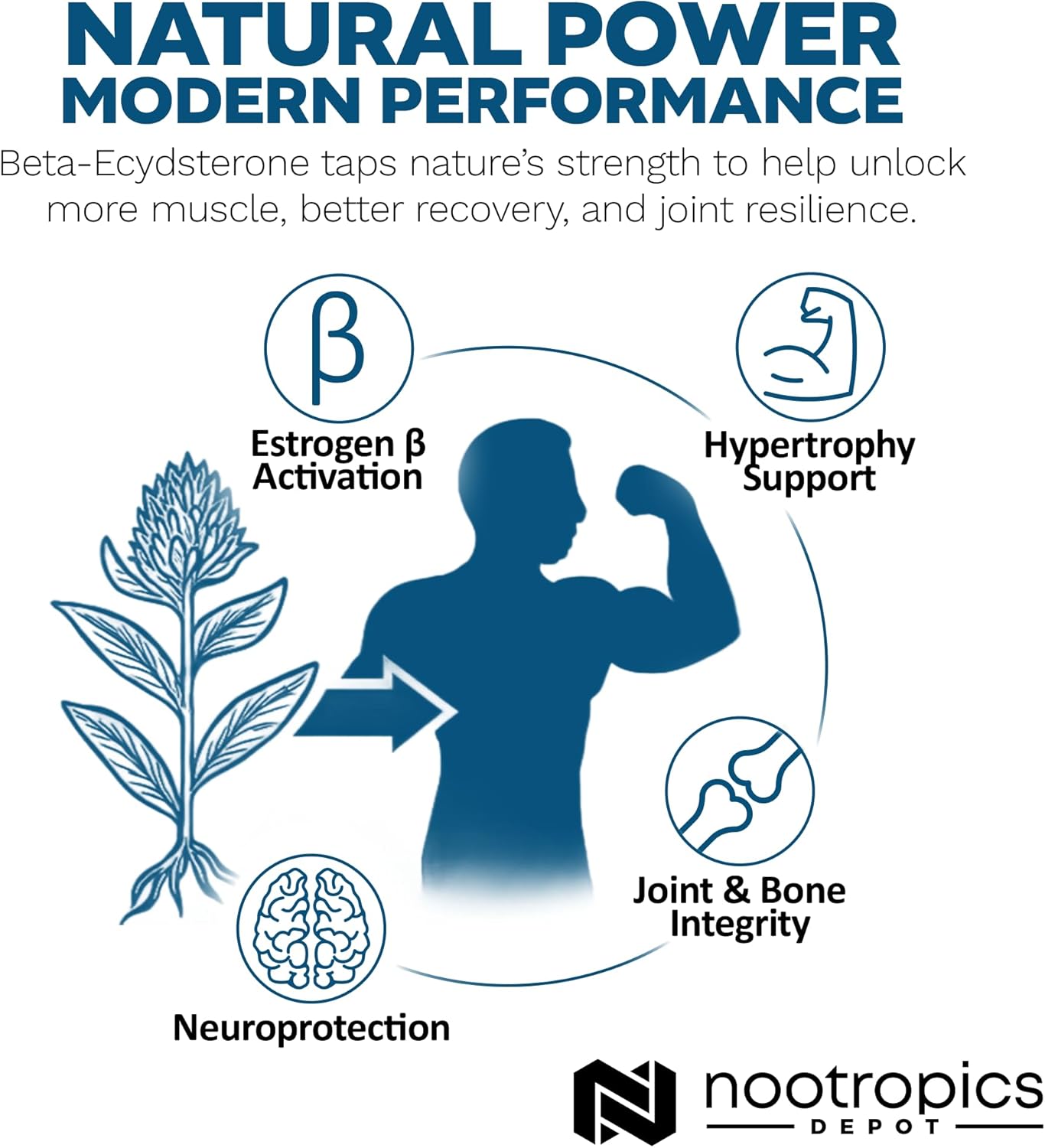 Nootropics Depot Beta Ecdysterone/20-Hydroxyecdysone 50% Tablets | 500mg | Cyanotis Arachnoidea Extract | Phytoecdysteroid | 30 Count - Image 9