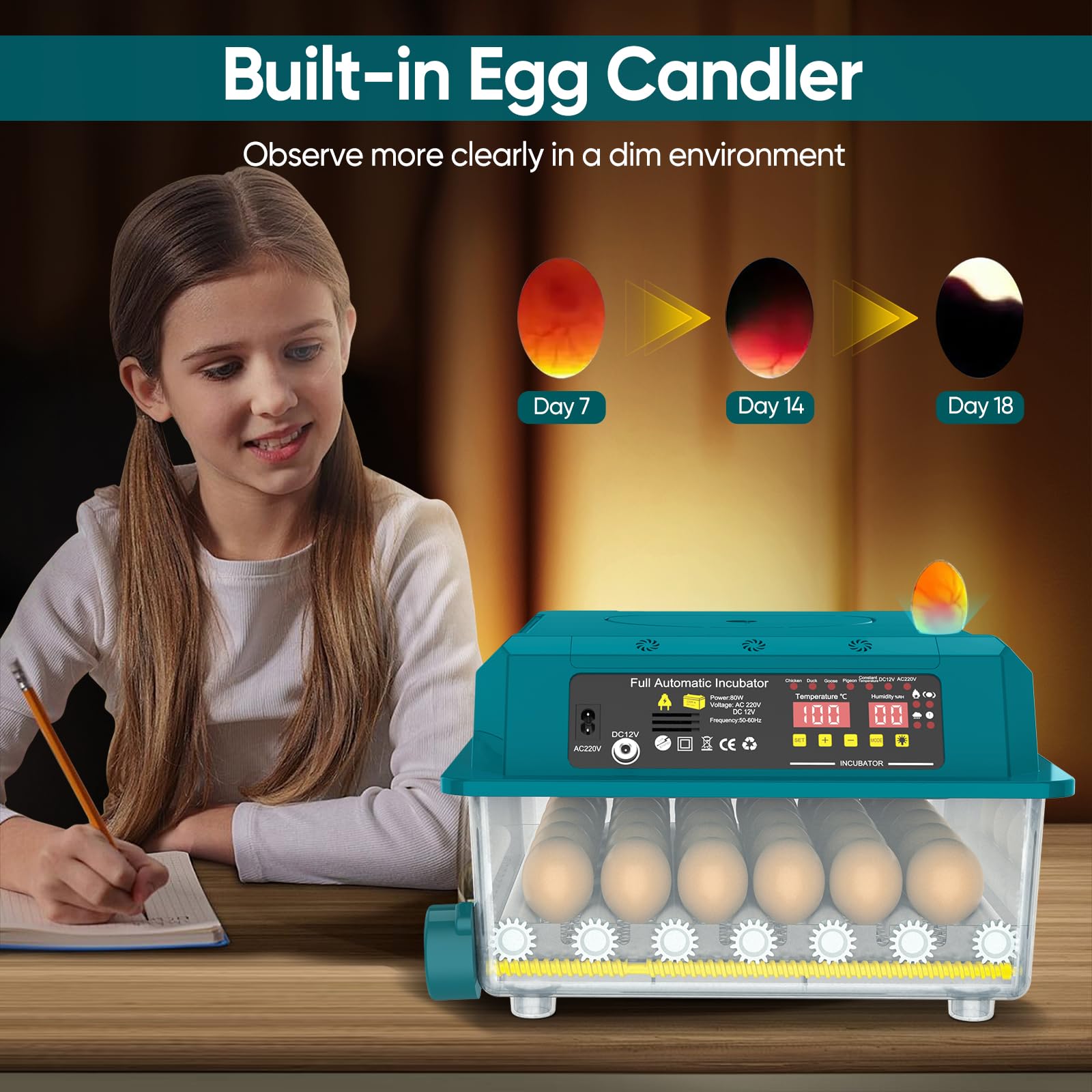 Incubadora automática de huevos de 36 huevos,Incubadora automática de huevos con volteo automático de huevos, control de temperatura y humedad, incubadoras para Eclosión de Pollo, Cana (36 huevos)