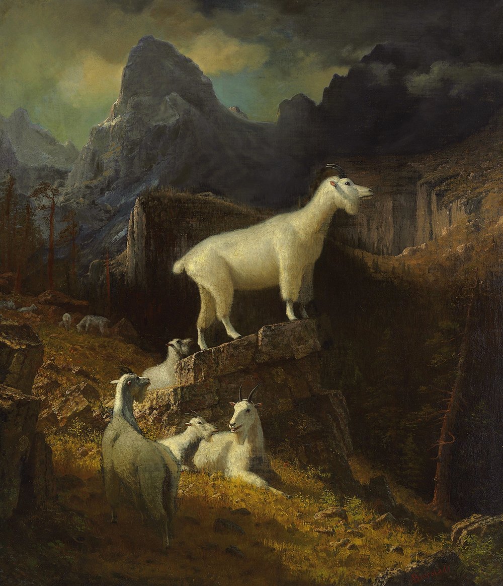Rocky Mountain Goats par Albert Bierstadt tableau grand format cadre marron