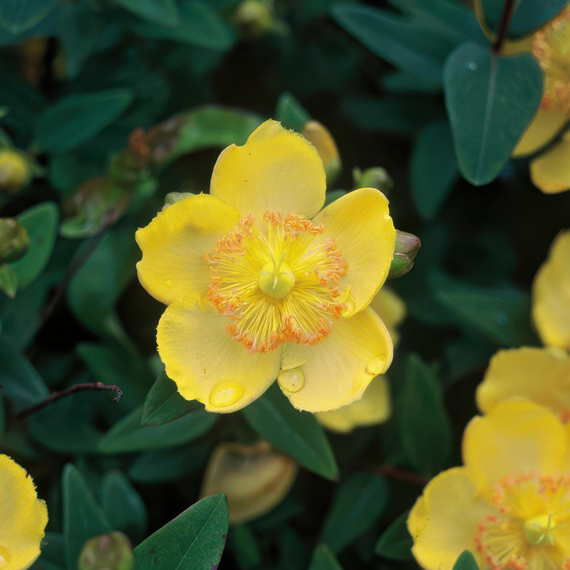Hypericum Calycinum Tappezzante, Giardino, Giallo, Set da 6, Vaso 9 Cm