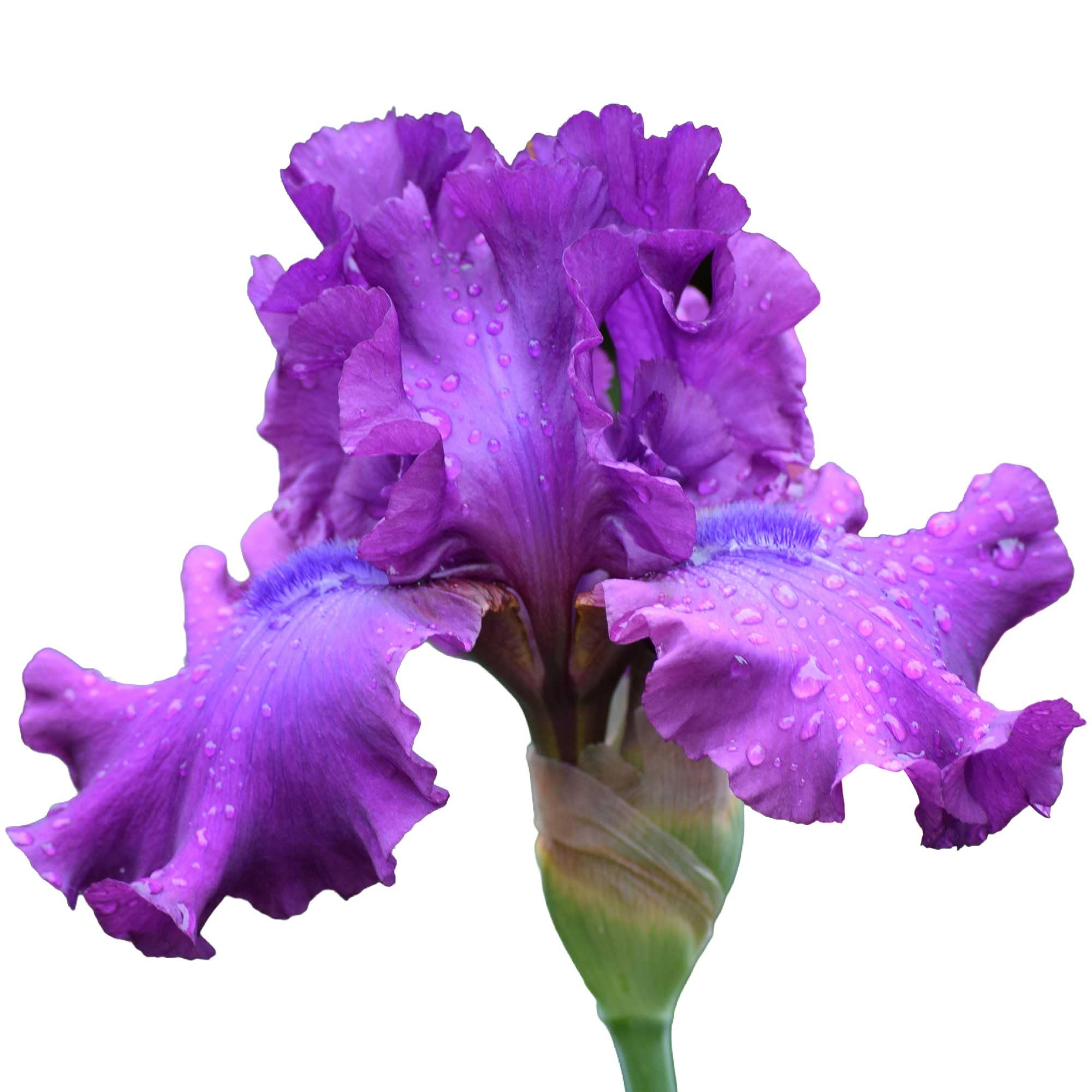 Amazon.com : Swingtown Bearded Iris Plant Potted, Fragrant Hot