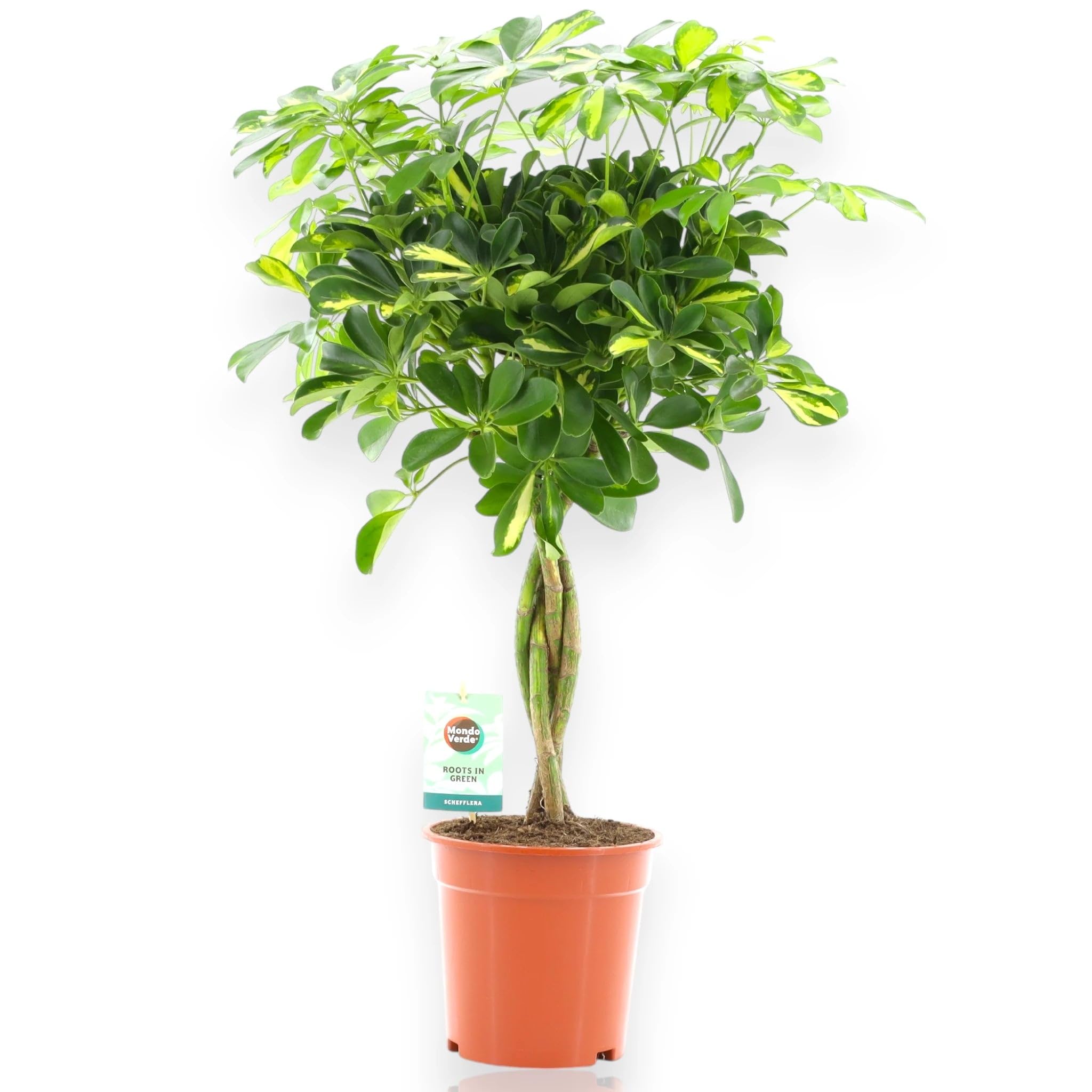 Schefflera arboricola 'Gold Capella' Alberello, Pianta Ornamentale da Interno, Colore Verde, 130 cm (Vaso 30)