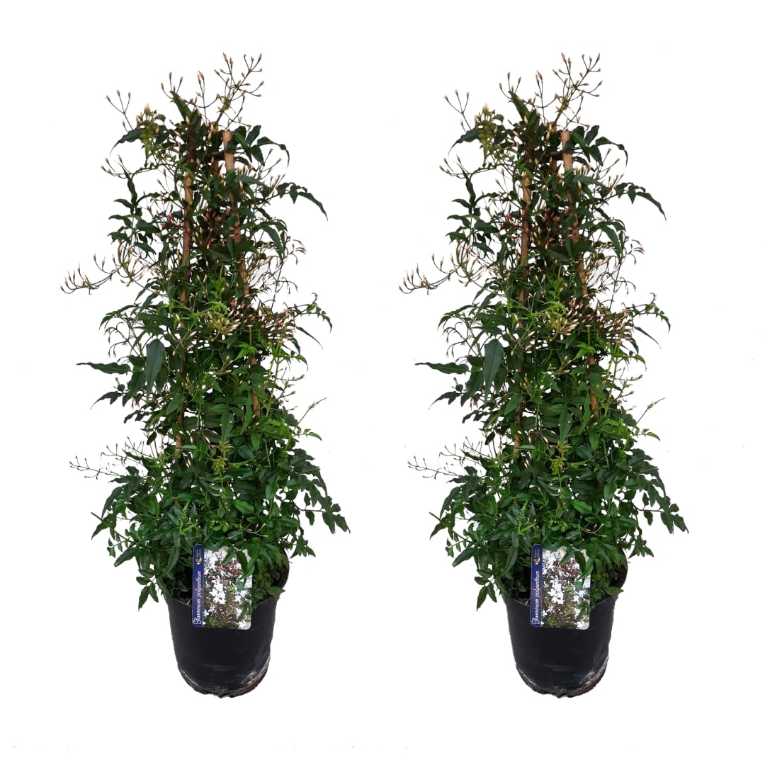 Plant in a Box - Jasminum polyanthum - Set de 2 - Plante de jasmin Pyramid - Plante grimpante de jardin à feuillage persistant - Pot 17cm - Hauteur 60-70cm