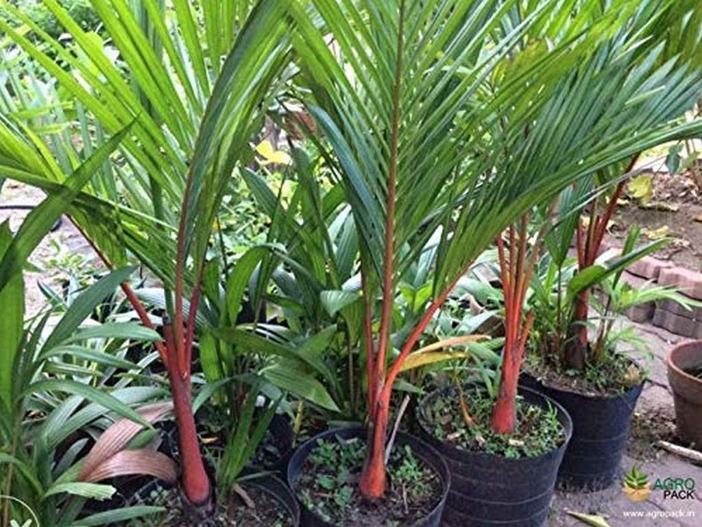 Creative Farmer Palm Tree Live Plant Red Indoor/Outdoor Decorative Balcony Ornamental Sealing Wax Garden (1 Live Palm Plant) (PLANT-99-REDPALM1017ll@) (B08Q8KS7H7) Amazon Price History, Amazon Price Tracker