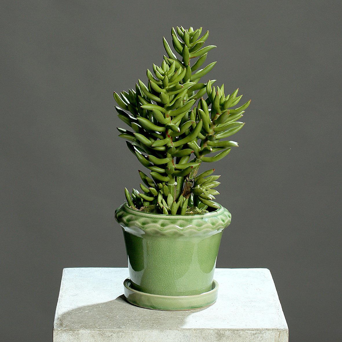 Pianta grassa artificiale in vaso in ceramica verde 35 cm