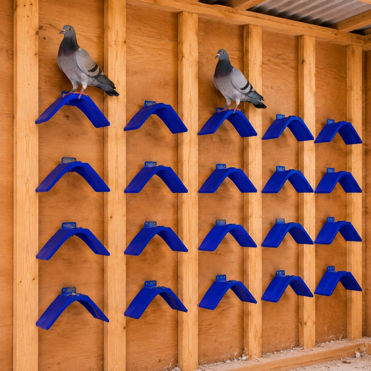 Coloch 20 soportes para palomas, soportes de plástico ligeros para palomas, soporte para pájaros, marco de vivienda, accesorios para loros y otros pájaros