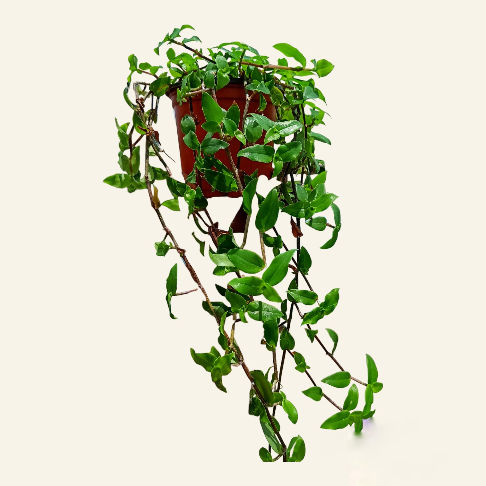 Turtle Vine plant live (Bolivian Jew, Creeping inch plant) - Beautiful Hanging Plant - 10 Healthy Live Strings - planted in pot (B0CDM8K1DX) Amazon Price History, Amazon Price Tracker