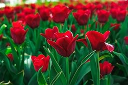 Lincolnshire Pond Plants Ltd - Tulipa Couleur Cardinal Plant Bulb x10