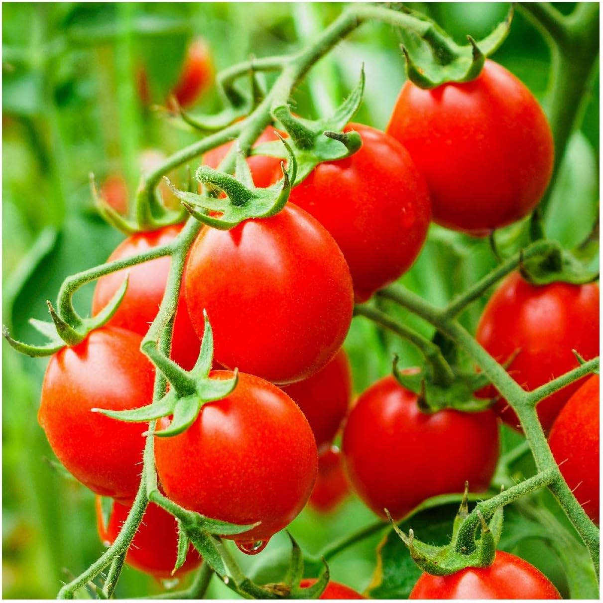 Everwilde Farms - 1/4 Lb Riesentraube Heirloom Tomato Seeds - Gold Vault