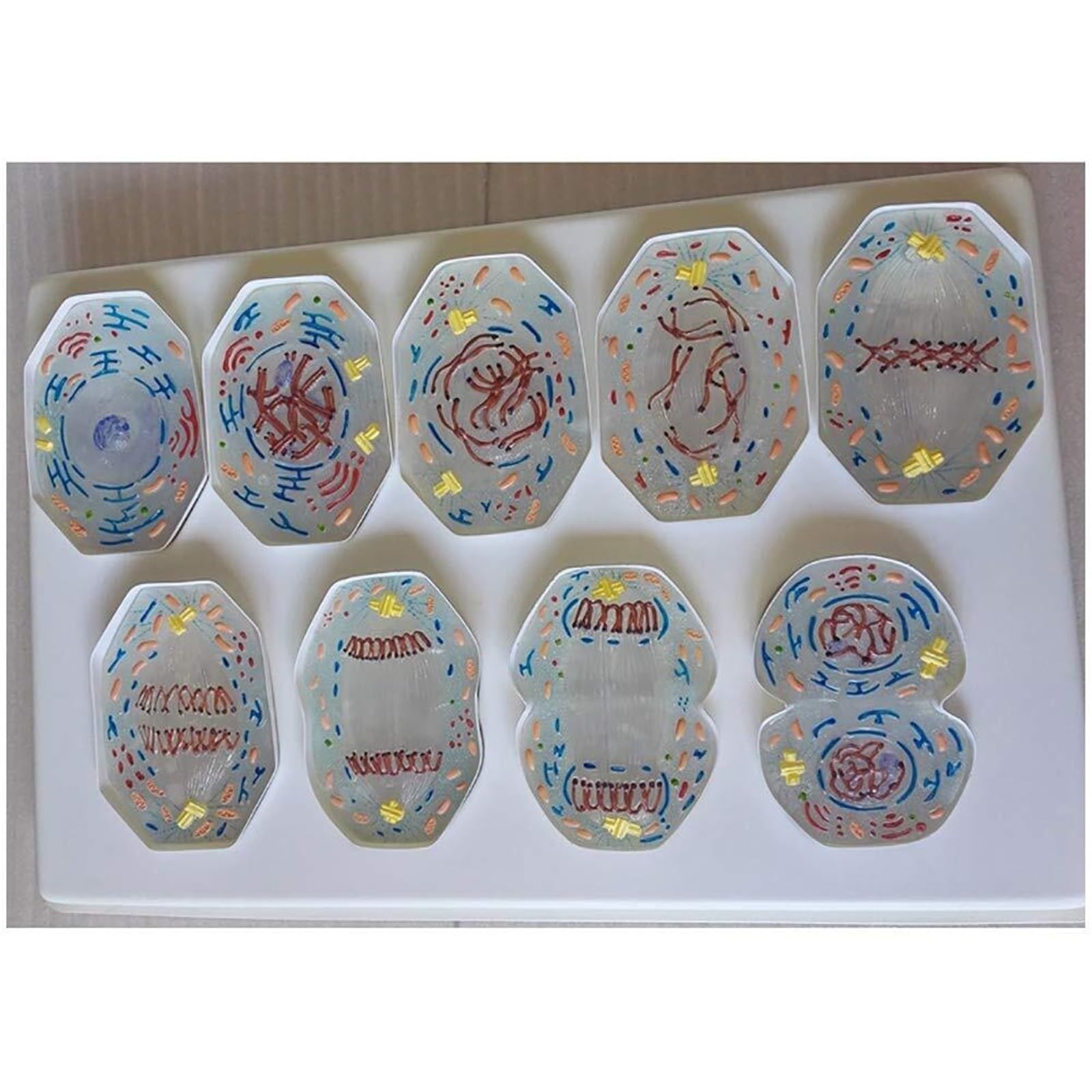 Modelo de enseñanza de biología, 10 Piezas, Modelo de Meiosis de células Animales, Estructura Celular for Aula, taxonomía, Etapa de división Celular, visualización anatómica Celular