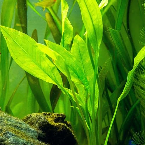 Miniatura 5 de Mainam 4 Anubias diferentes Nana Amazon Sword Java Fern Windelov Tropical de agua dulce vivo acuario plantas decoraciones 3 días BUY2GET1FREE