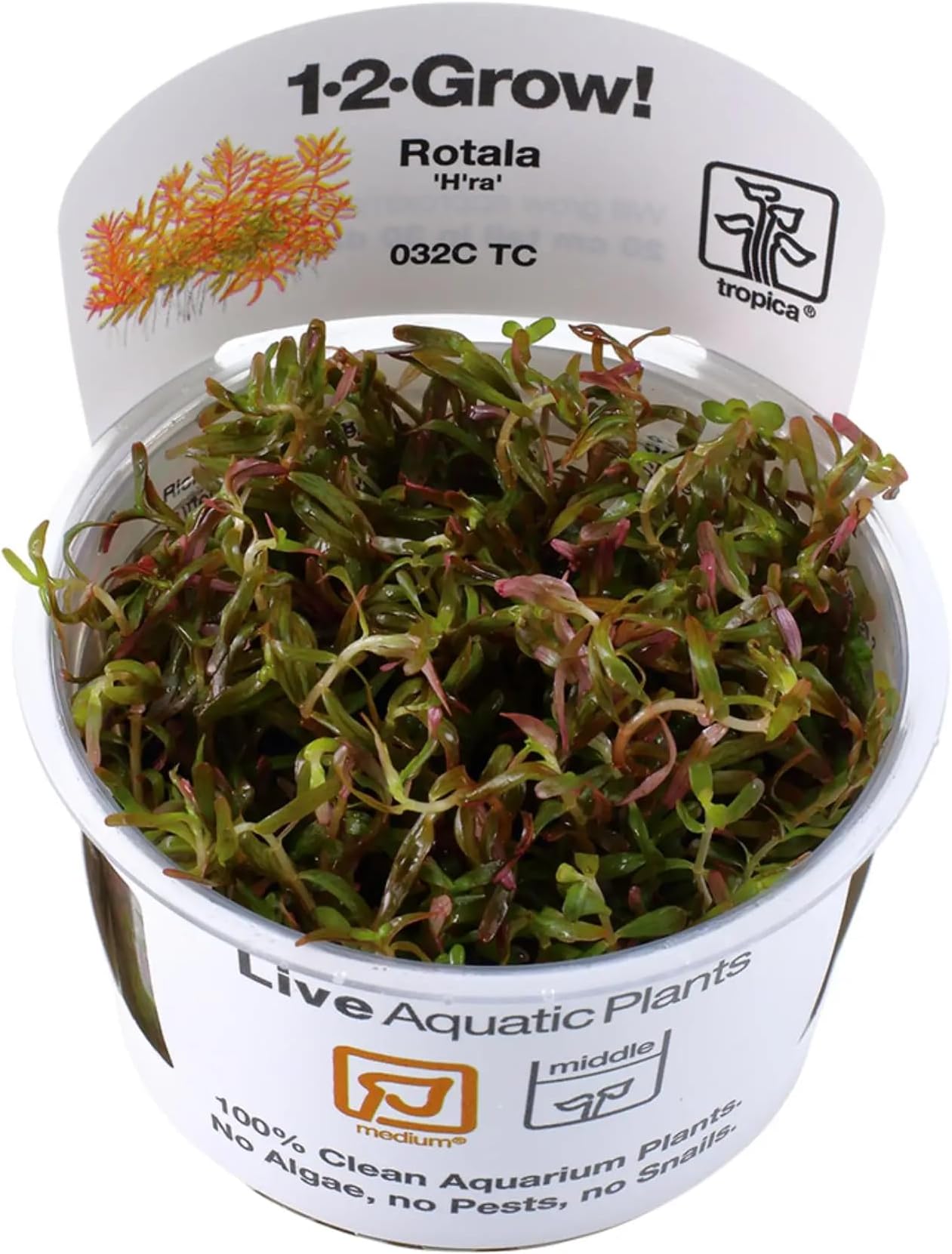 Rotala 'H'ra' 1-2-GROW!