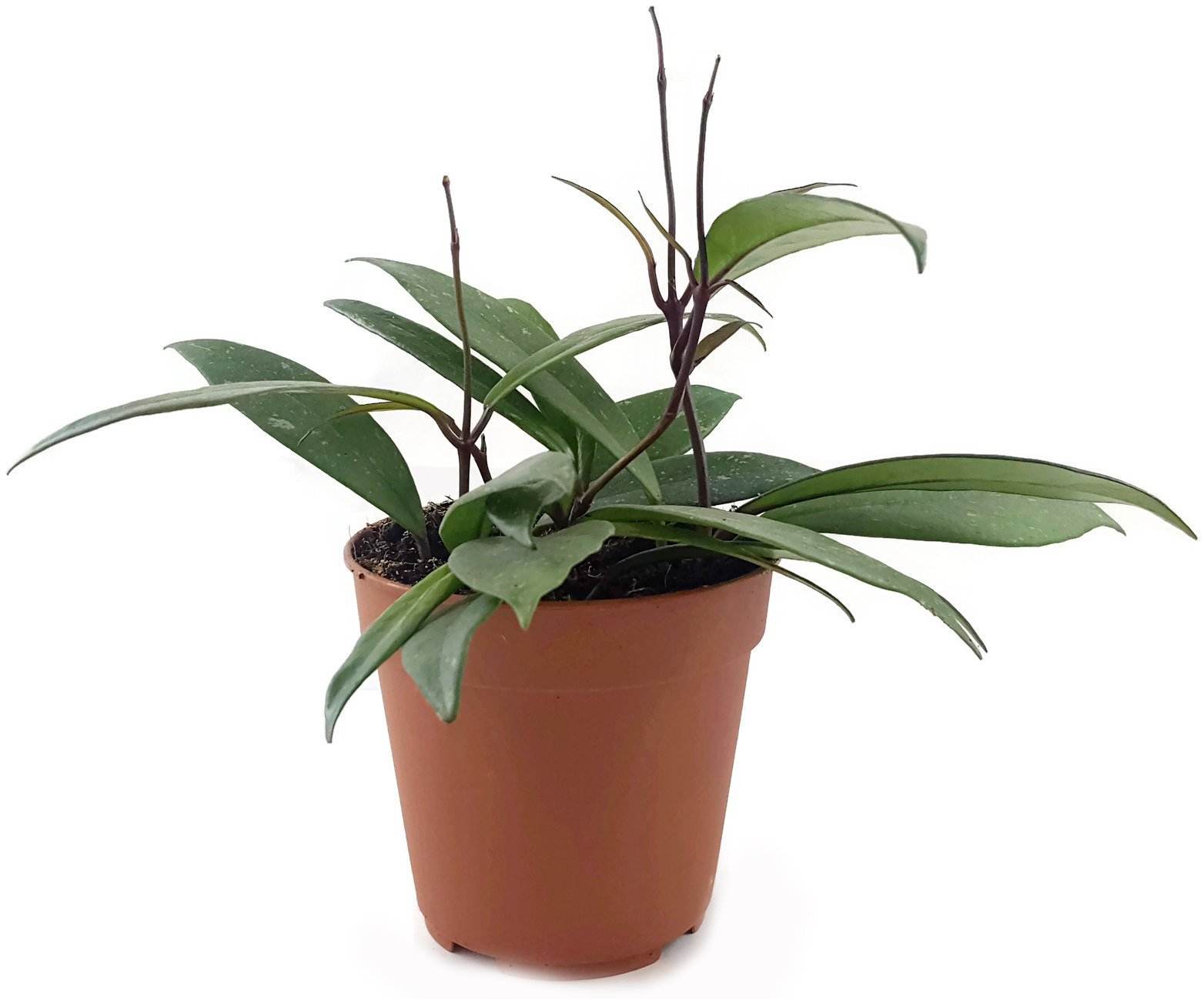 Hoya pubicalyx - wunderschöne hängende Zimmerpflanze ebenso Wachsblume oder Porzellanblume genannt - pflegeleichte Pflanze für das Wohnzimmer mit fantastischen Blüten