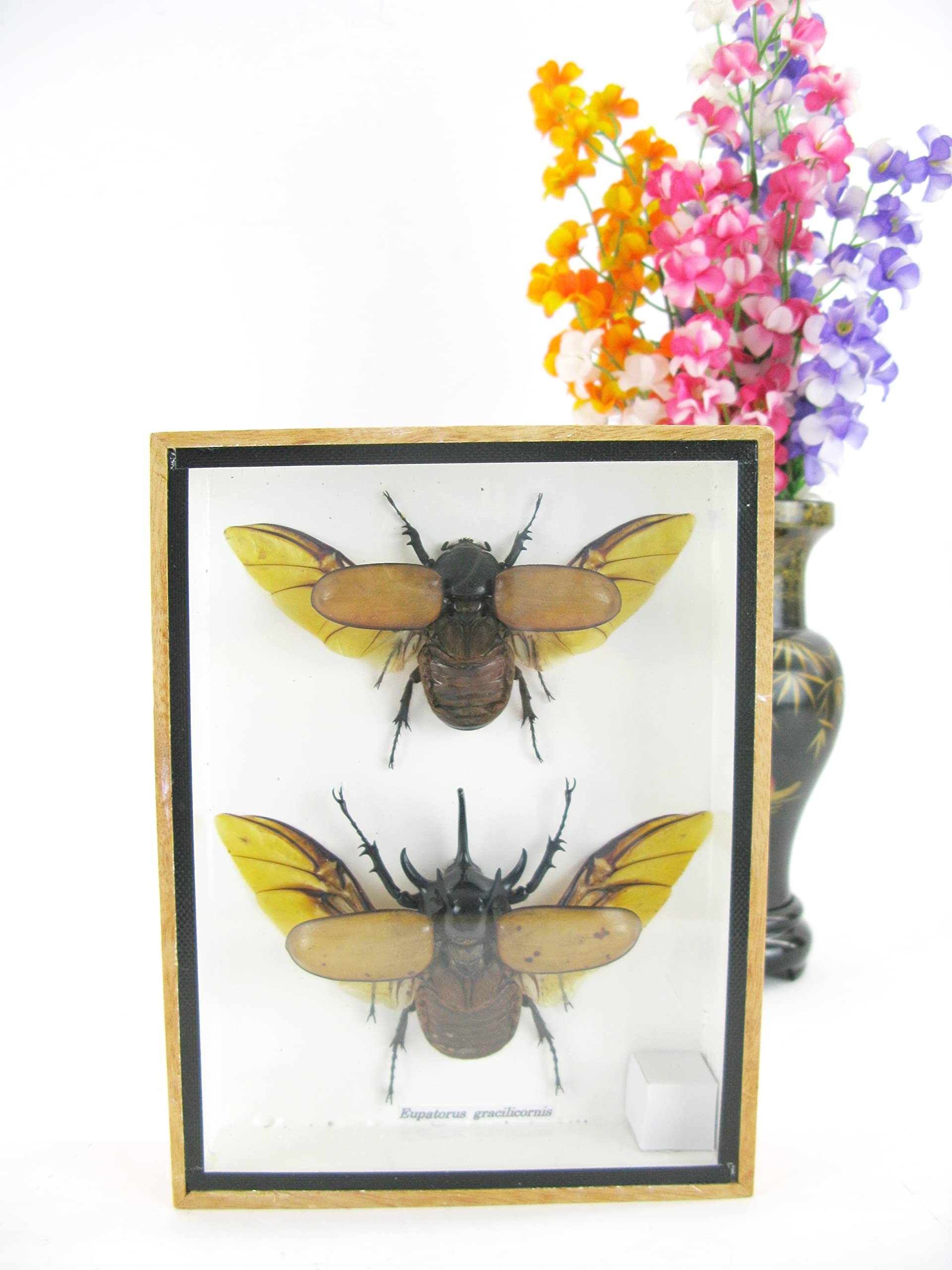 Véritables insectes magnifiques dans une vitrine 3D – Tableau mural encadré – Taxidermie – Entomologie – (2 x Eupatorus gracilicornis M&F ouverts en haut)