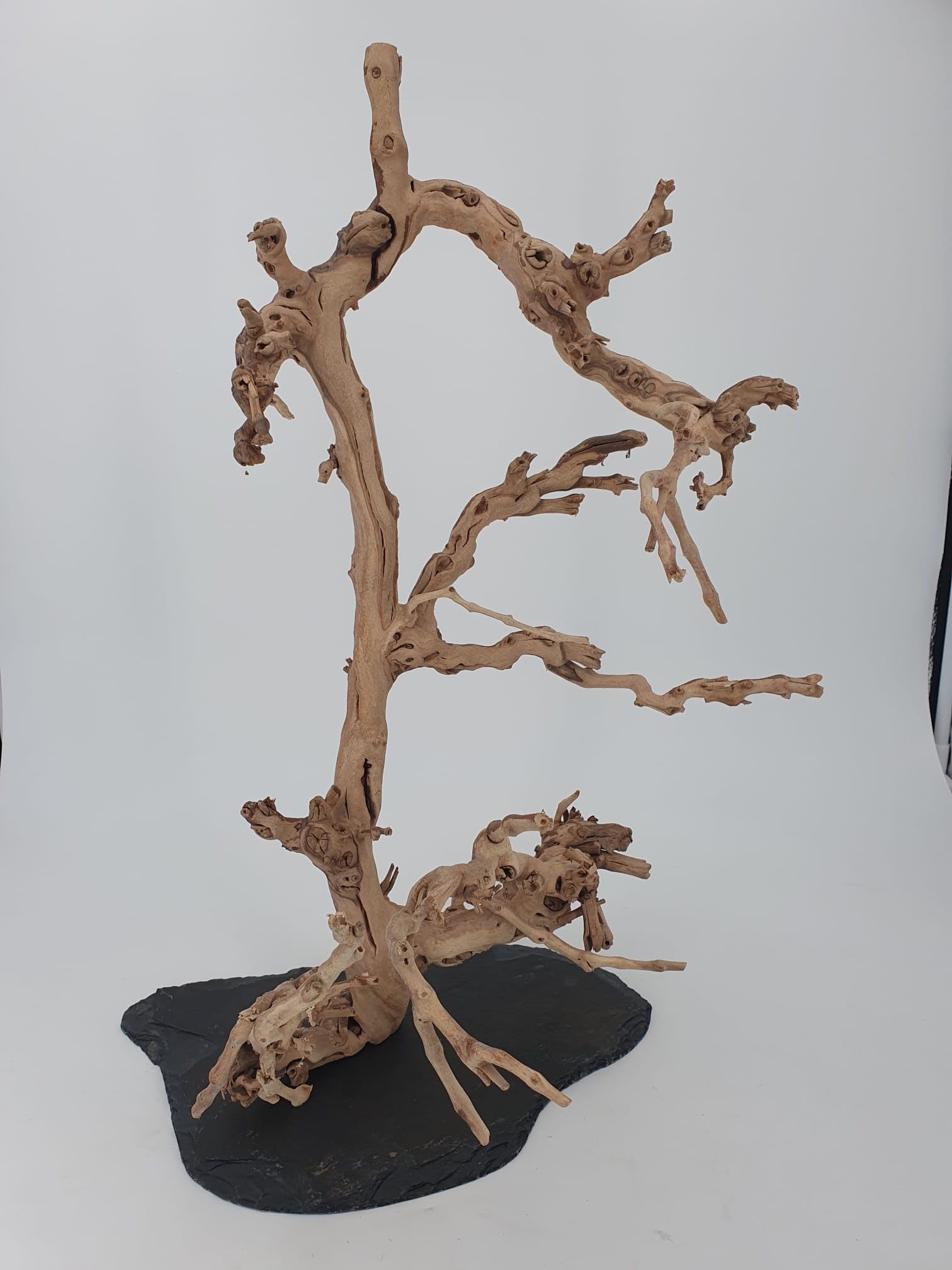 Weinrebe Baum auf Schiefer Deko für Wohnraum und Terrarium Größe ca. 50 cm SAHAWA