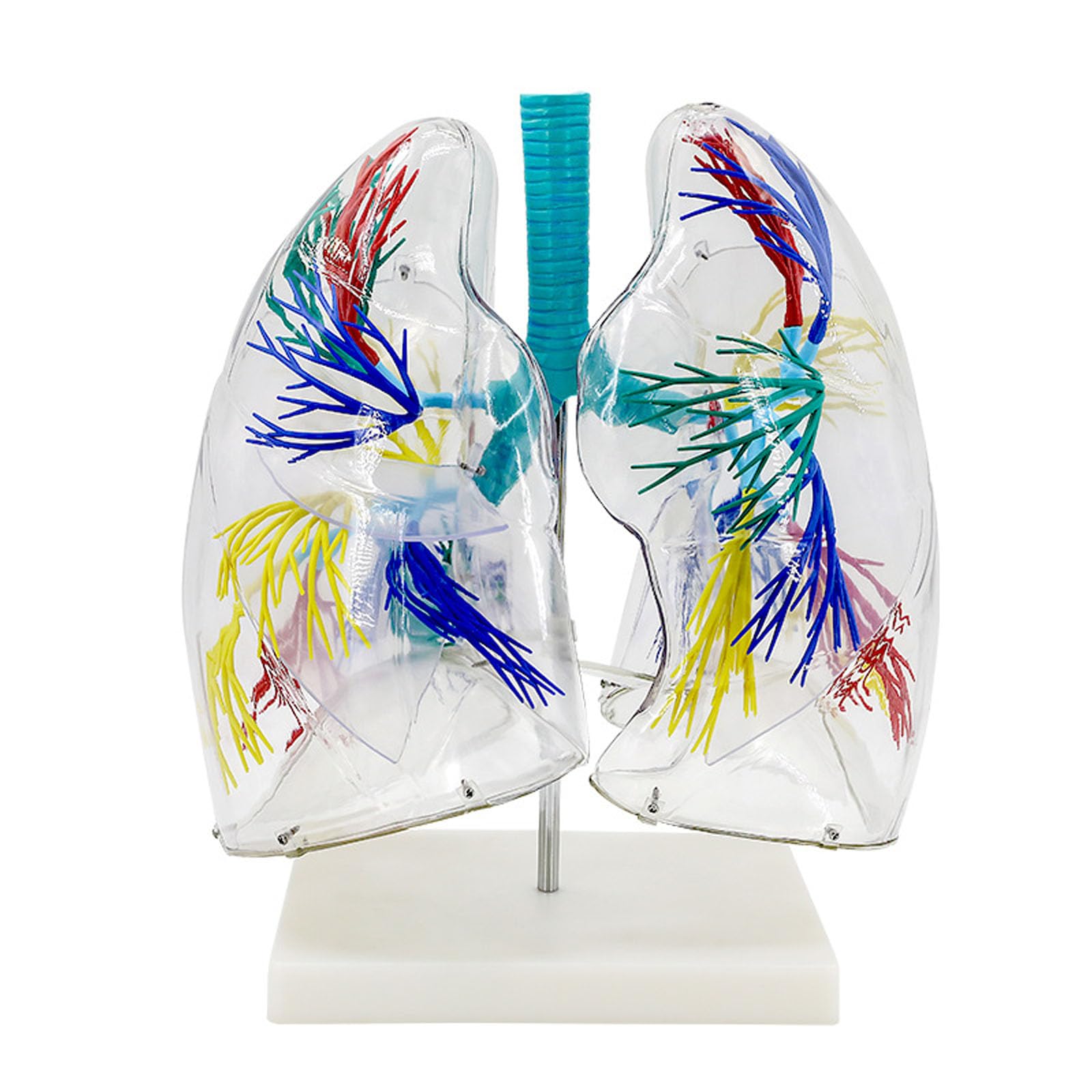 Segment de poumon transparent AMITD x2 avec base et poster