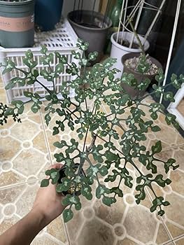 Amazon.co.jp: NO.2超 Adenia perrieri アデニア ペリエリ 厳選