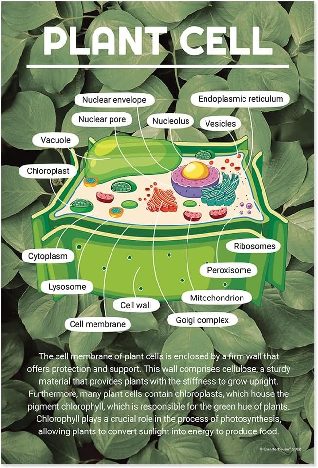 Quarterhouse 4 Poster Cells (Biology) Set, Science Classroom Learning Materials for K-12 Students and Teachers, 12 x 18 Inches, Made in USA