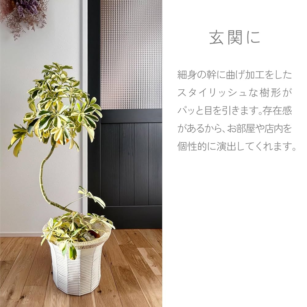 斑入り　シェフレラ　ハッピーイエロー　S字仕立て　陶器鉢　植え込み発送 斑入り シェフレラ ハッピーイエロー S字仕立て 陶器鉢 植え込み
