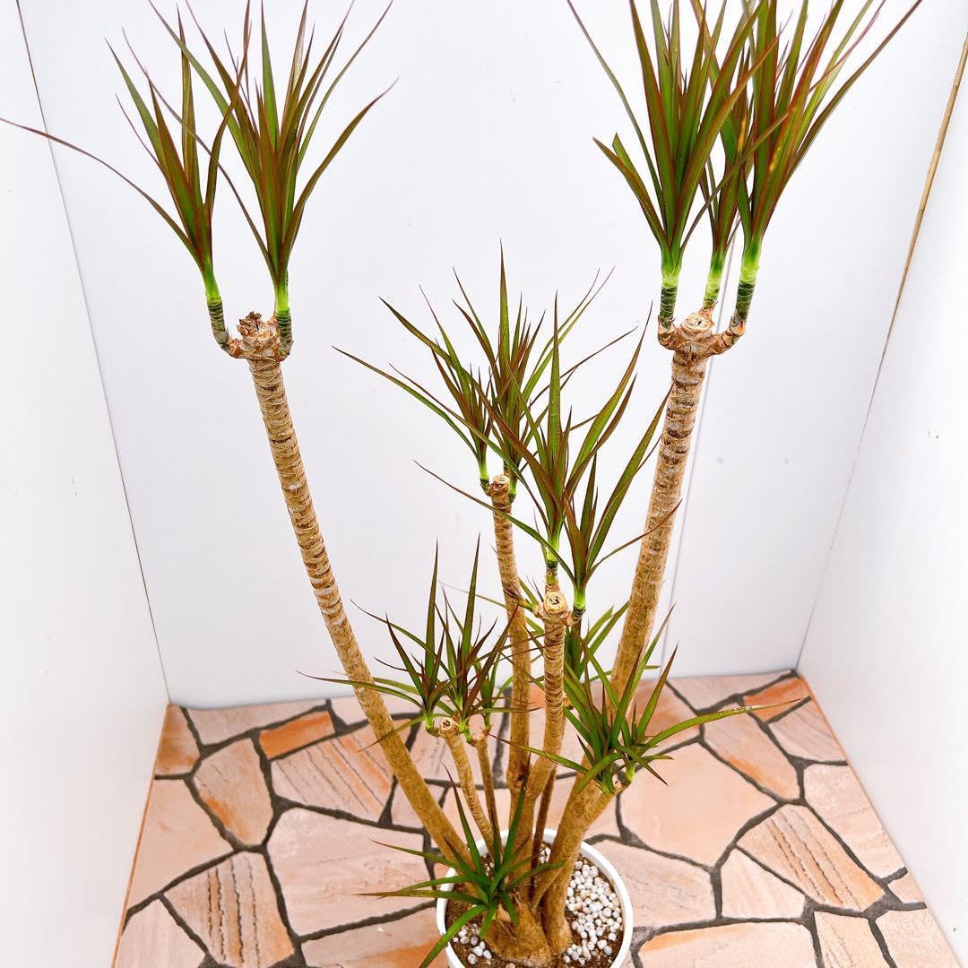 現品 ドラセナ コンシンネ レインボー 13番 観葉植物 特大 インテリア 現品 ドラセナ コンシンネ レインボー 13番 観葉植物 特大 インテリア