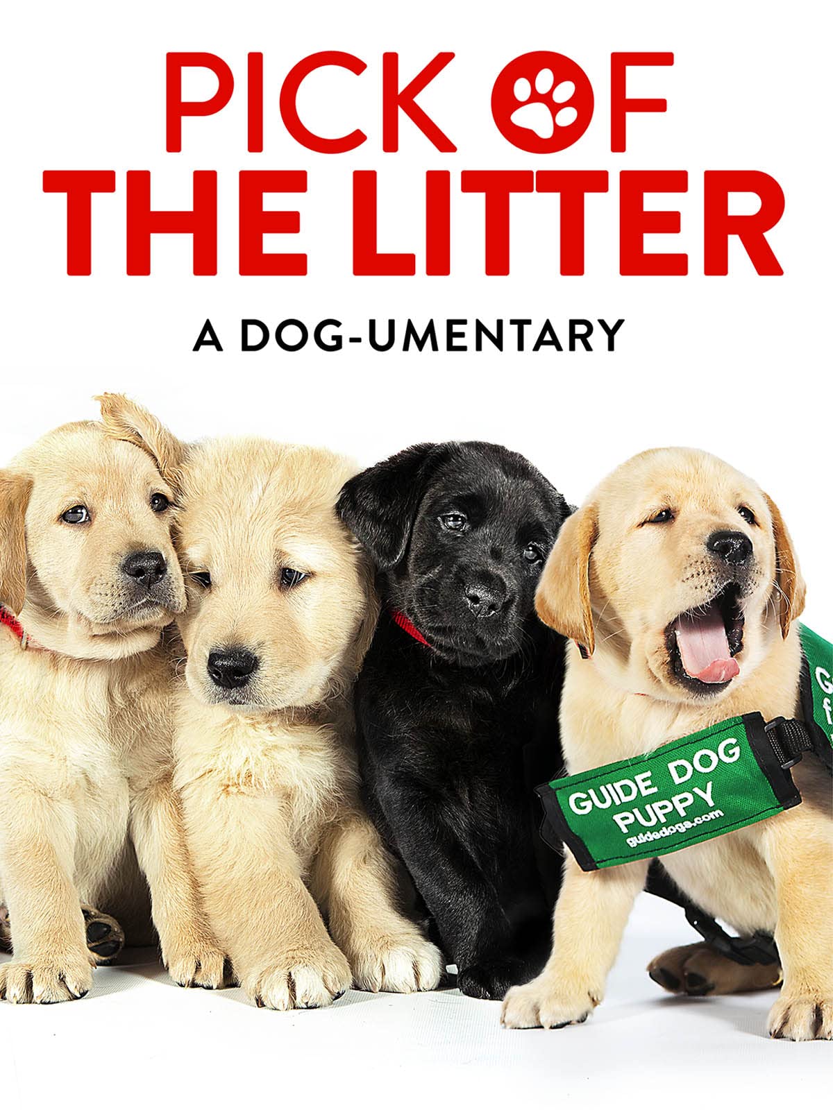 Which Puppy Should I Pick From The Litter