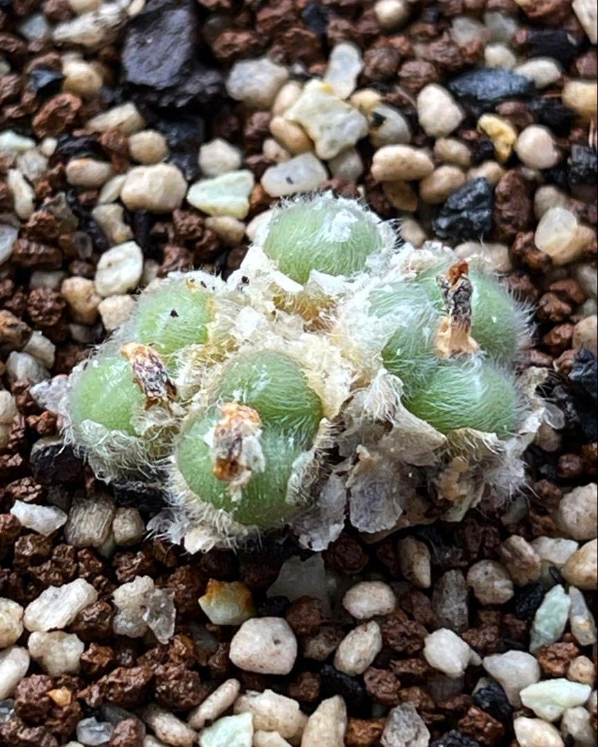 苗コノフィツム ステファニー ヘルムティ 多肉植物の苗