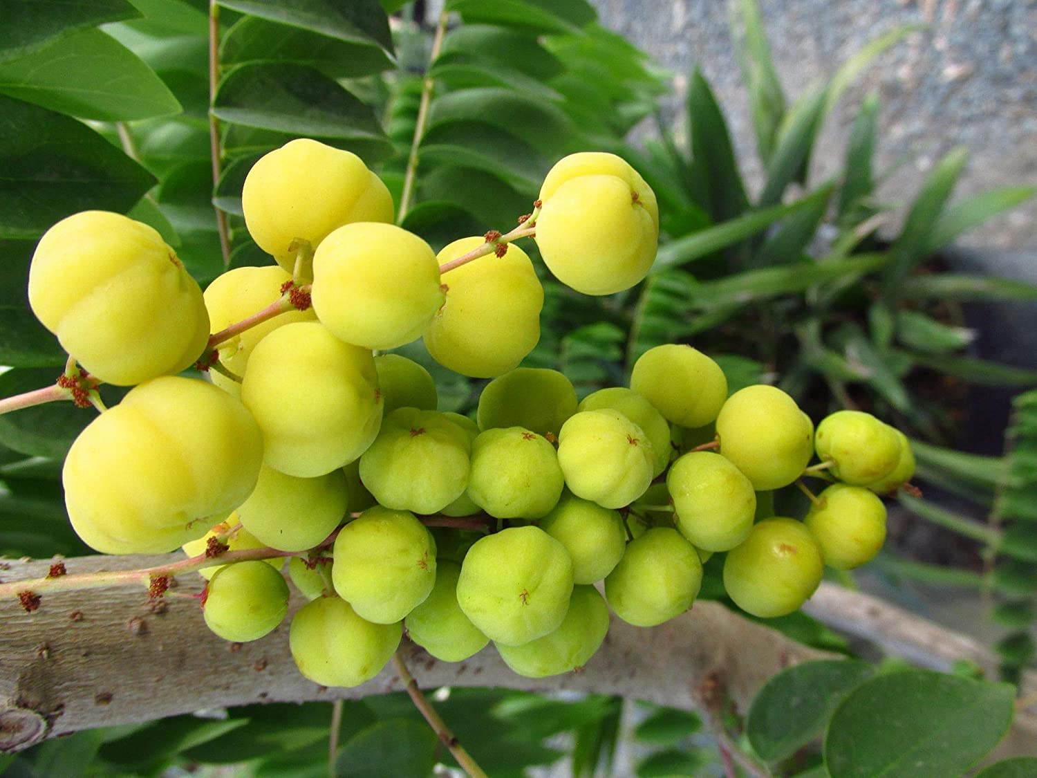 Seedseller Grafted Live Plant Ari Nellikka Arinelli Phyllanthus Acidus ...