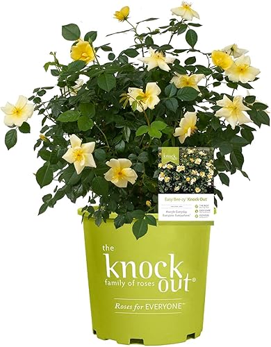 Vista 42 de Green Promise Farms Rosa Knock Out` (Reblooming) Rosa, contenedor de 3 tamaños, flor rosa