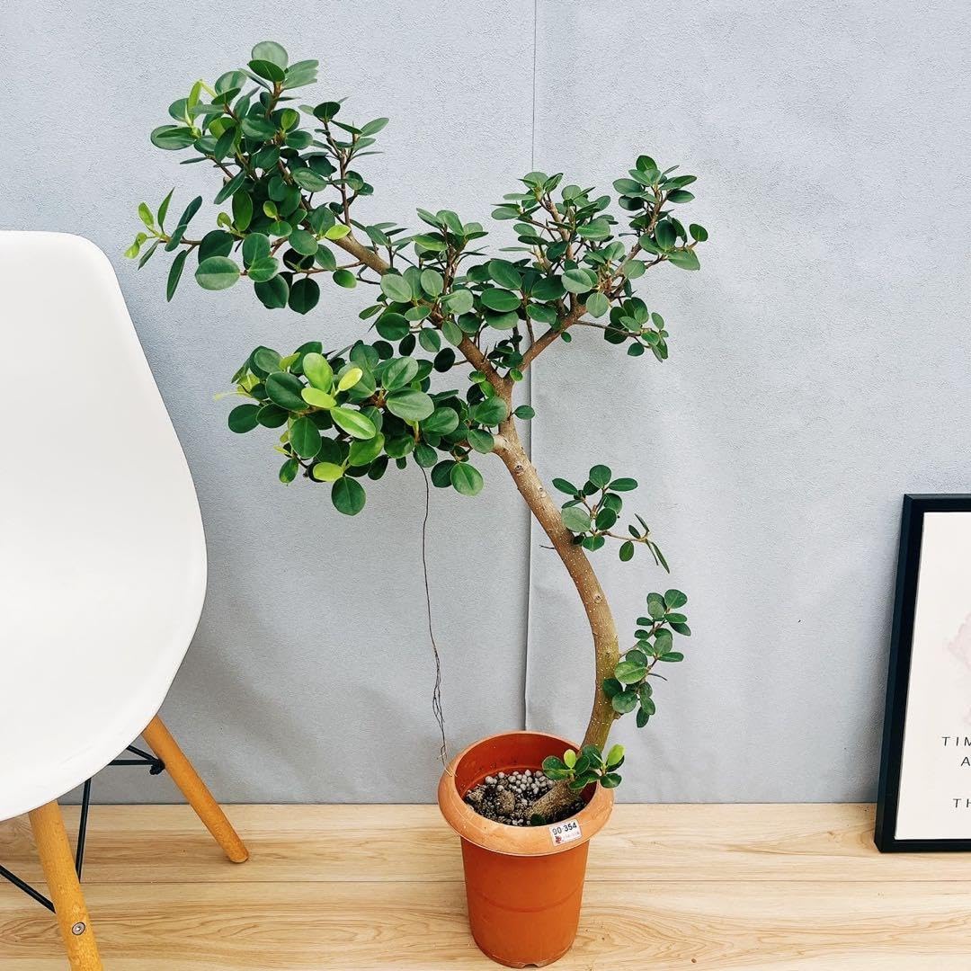 Amazon｜［現品］【希少】14番 パンダガジュマル 7号 観葉植物 室内